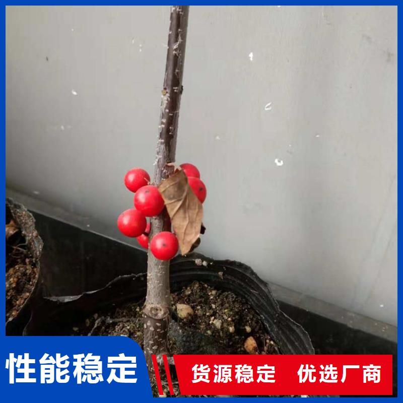 石榴树视频-石榴树-福建省龙岩市该地制造商-武平|连城|莆田|宁德|南平|漳州|福州
