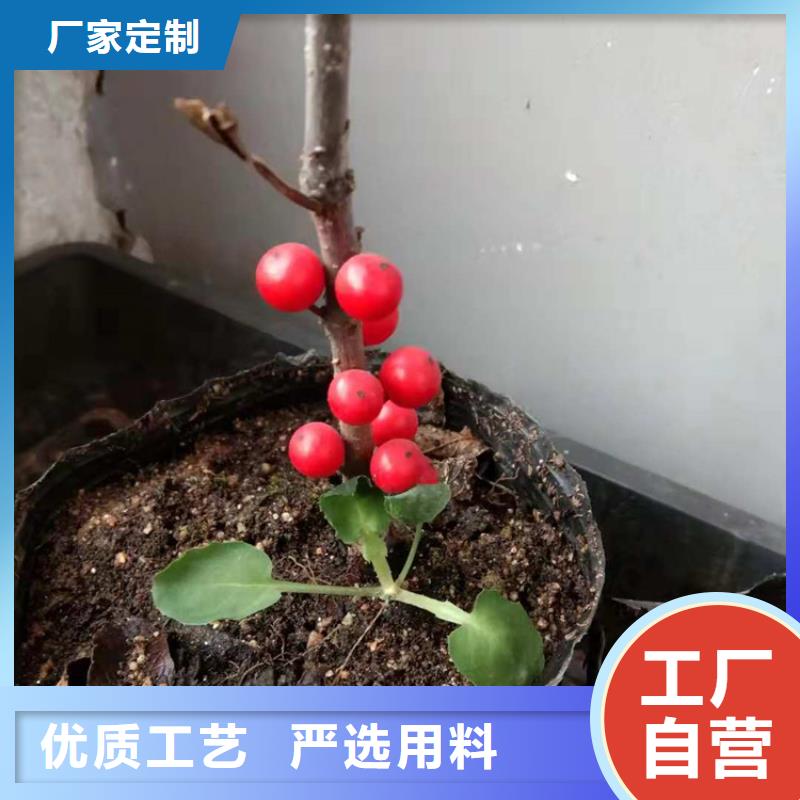 北美冬青蘋果苗0中間商差價