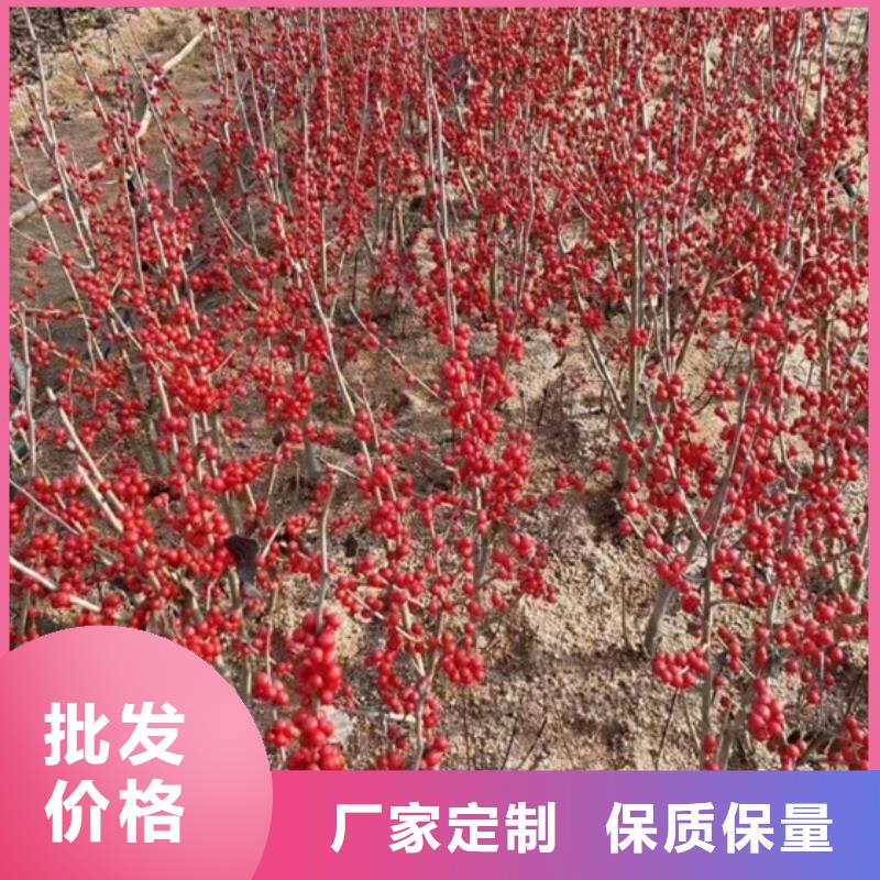 北美冬青櫻桃苗物流配送