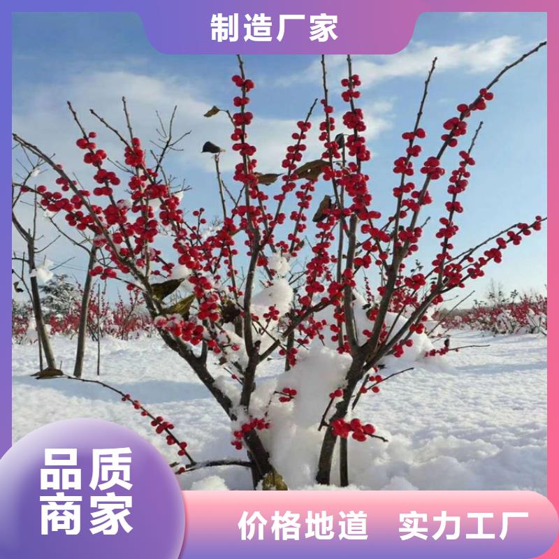 北美冬青梨樹苗廠家貨源