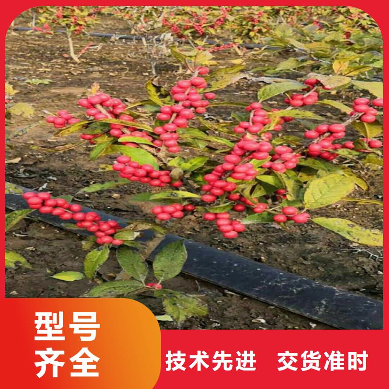 北美冬青梨樹苗實(shí)力商家