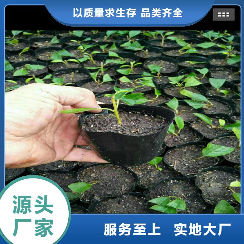石榴树视频-辽宁省铁岭市轩园石榴树可服务区域调兵山|开原|鞍山|辽阳|大连|葫芦岛|本溪|营口等
