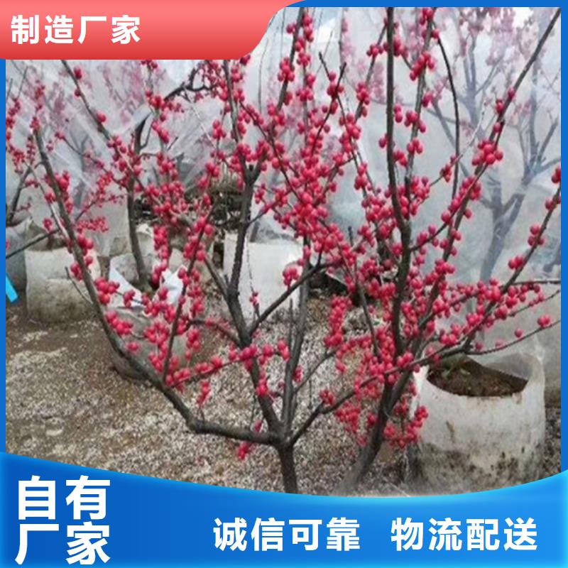 北美冬青桃樹苗多年經驗值得信賴