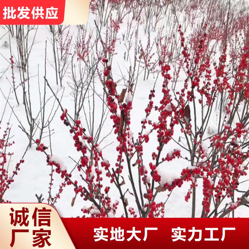 石榴树视频-辽宁省铁岭市轩园石榴树可服务区域调兵山|银州|本溪|营口|辽阳|鞍山|葫芦岛等