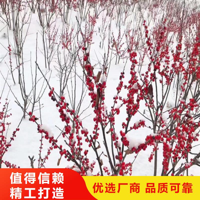 石榴树视频-辽宁省铁岭市轩园石榴树可服务区域调兵山|开原|鞍山|辽阳|大连|葫芦岛|本溪|营口等