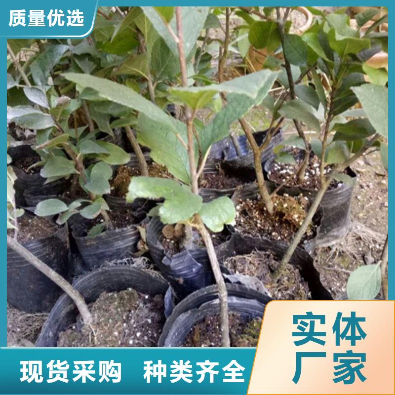 北美冬青,杏樹苗使用壽命長久