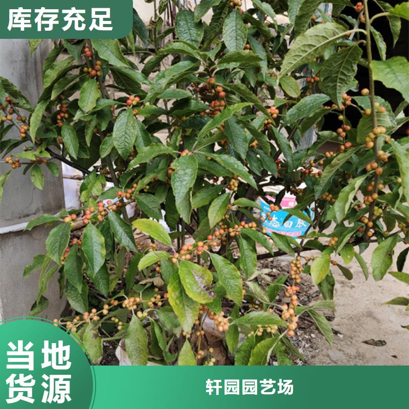 石榴树视频-辽宁省铁岭市轩园石榴树可服务区域调兵山|银州|本溪|营口|辽阳|鞍山|葫芦岛等