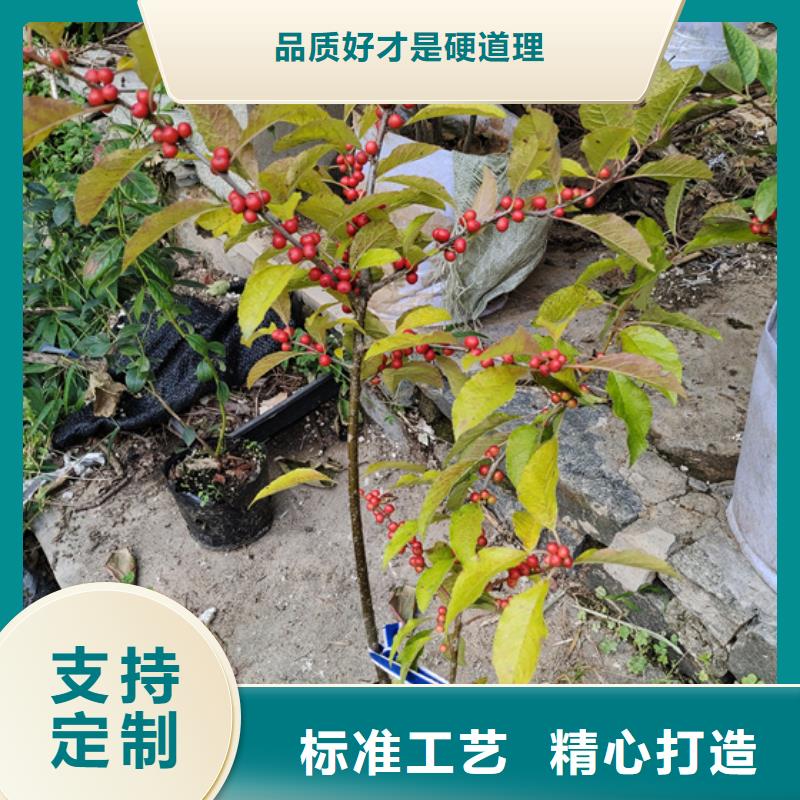 北美冬青蘋果苗0中間商差價