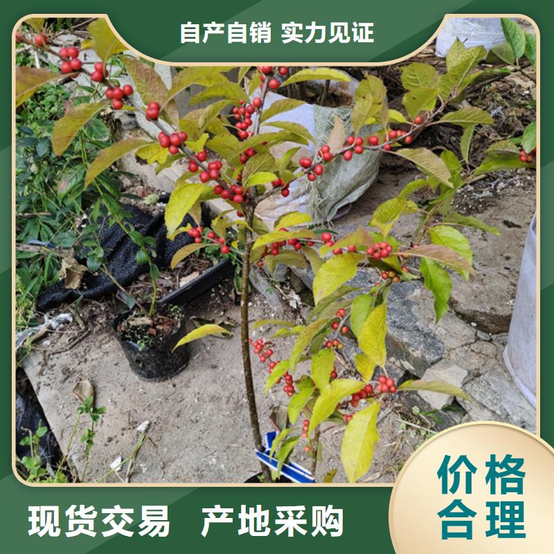 石榴树视频-石榴树-福建省龙岩市该地制造商-武平|连城|莆田|宁德|南平|漳州|福州