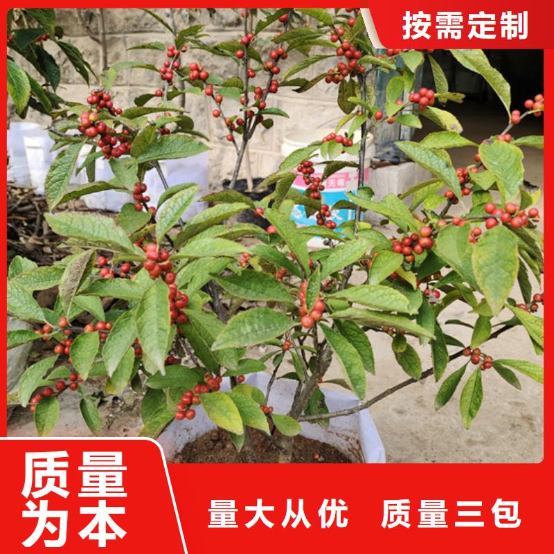 北美冬青桃樹苗多年經驗值得信賴