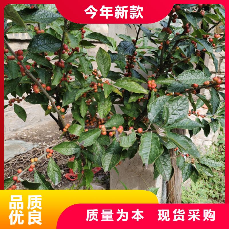 北美冬青梨樹苗廠家貨源