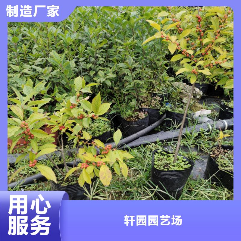 石榴树视频-石榴树-福建省龙岩市该地制造商-武平|连城|莆田|宁德|南平|漳州|福州