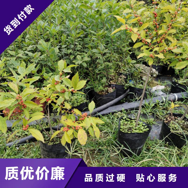 北美冬青櫻桃苗工期短發(fā)貨快