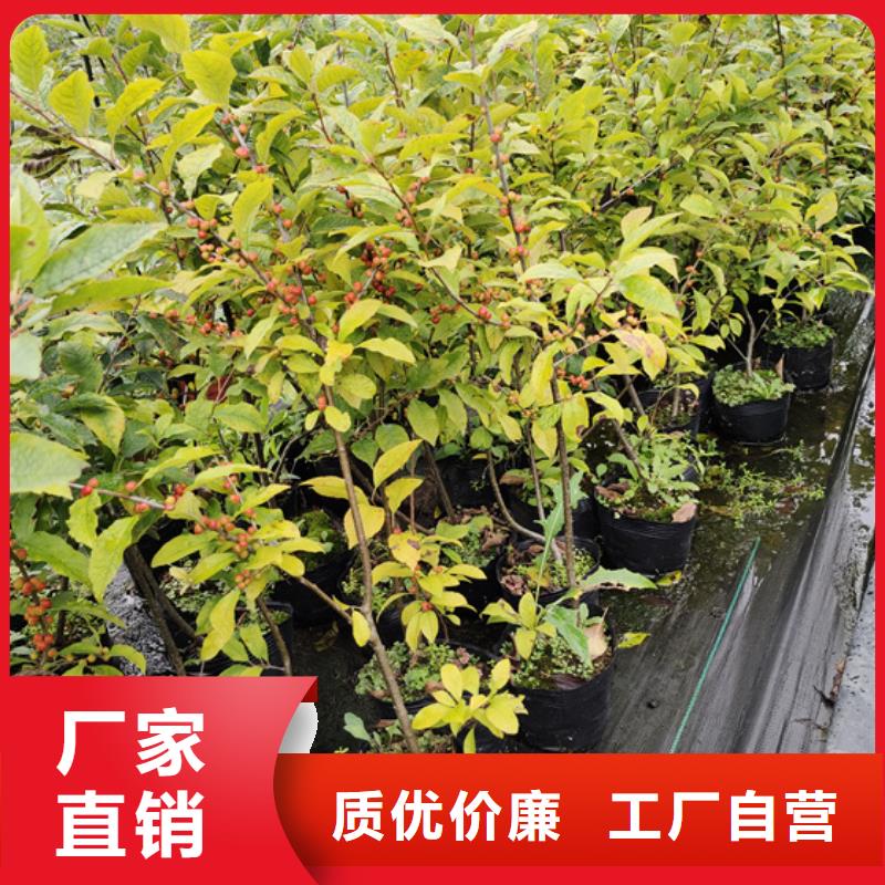 北美冬青【藍莓苗】甄選好廠家