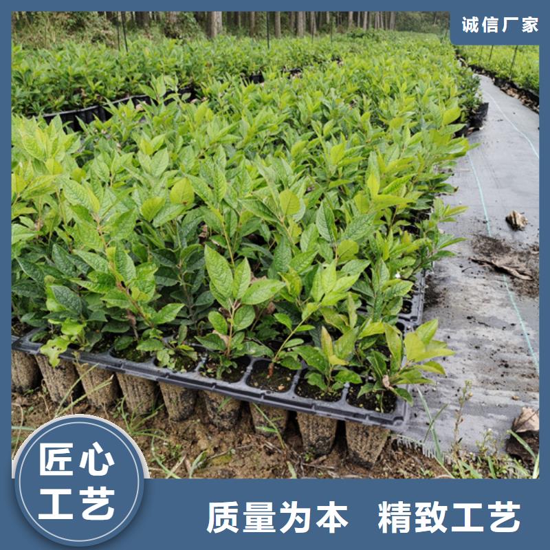 北美冬青樹苗新奇品種