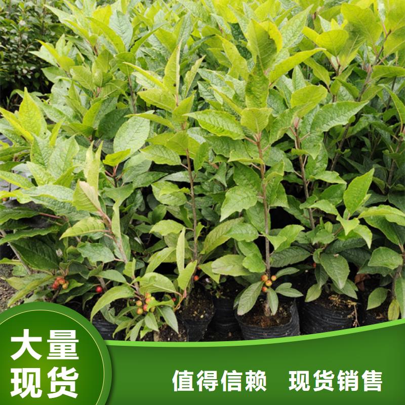 北美冬青桃樹苗多年經驗值得信賴