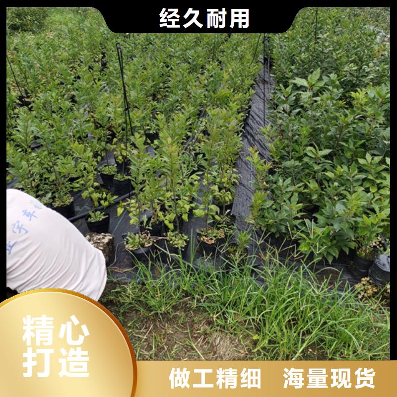 石榴树视频-辽宁省铁岭市轩园石榴树可服务区域调兵山|开原|鞍山|辽阳|大连|葫芦岛|本溪|营口等