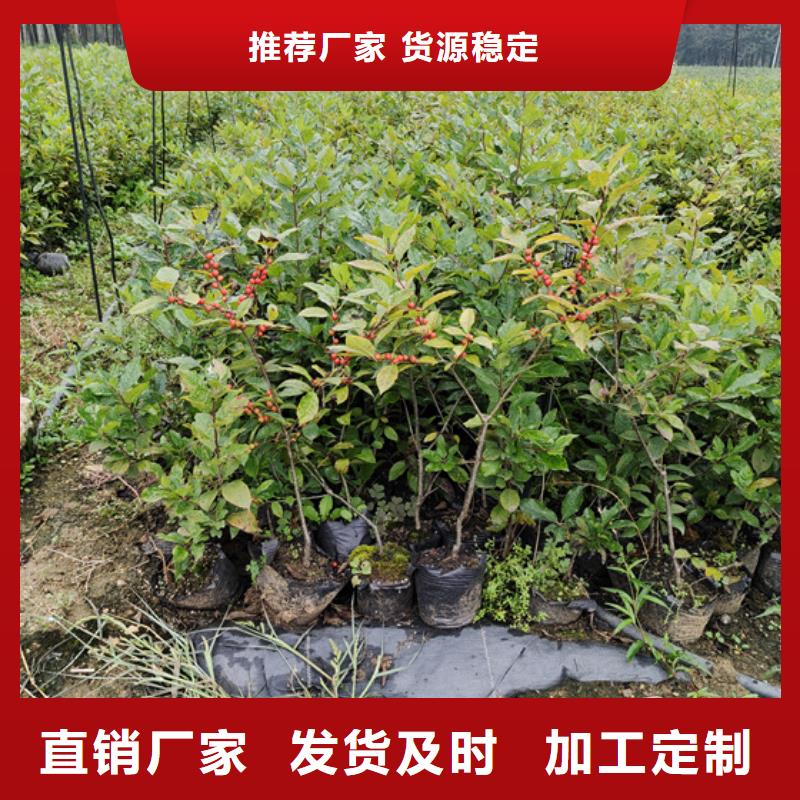 石榴树视频-辽宁省铁岭市轩园石榴树可服务区域调兵山|开原|鞍山|辽阳|大连|葫芦岛|本溪|营口等