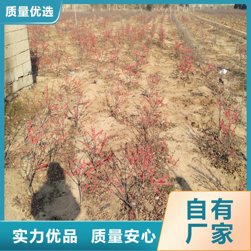 石榴树视频-辽宁省铁岭市轩园石榴树可服务区域调兵山|开原|鞍山|辽阳|大连|葫芦岛|本溪|营口等