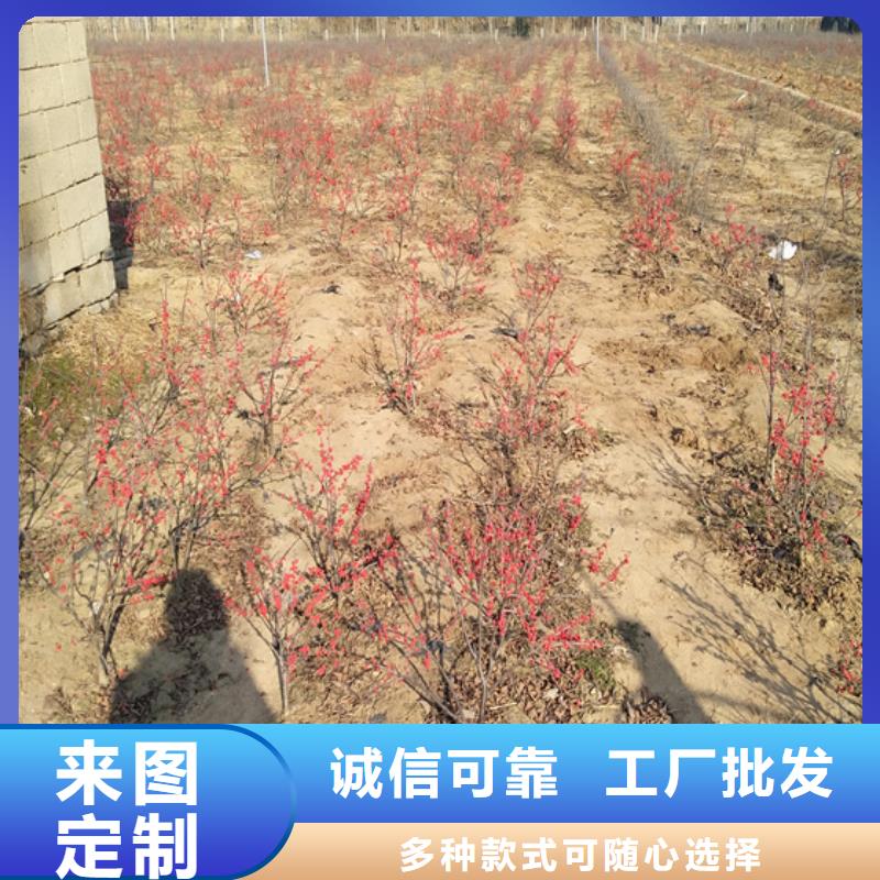 北美冬青櫻桃苗物流配送