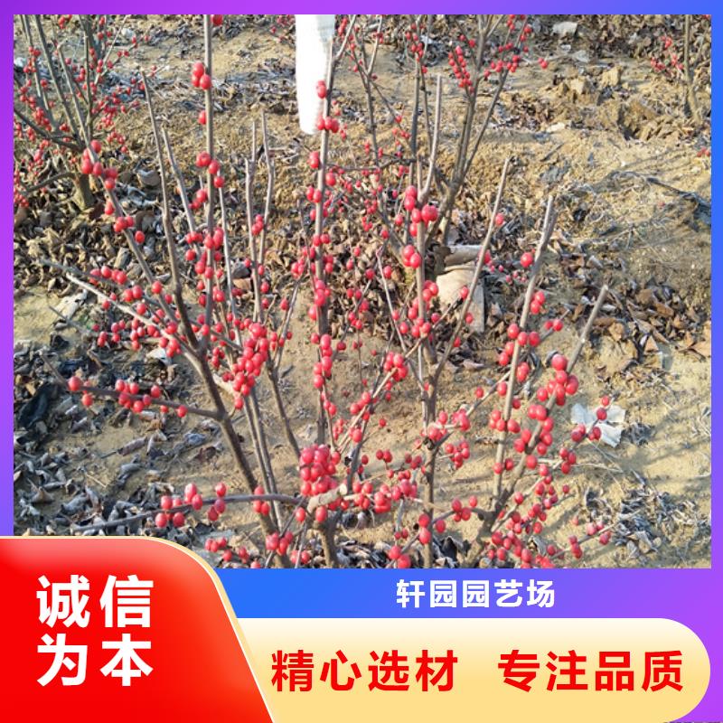 石榴树视频-石榴树-福建省龙岩市该地制造商-武平|连城|莆田|宁德|南平|漳州|福州