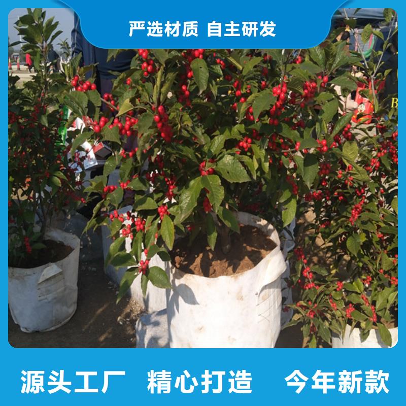 北美冬青新奇品種