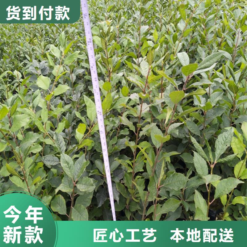 北美冬青苗什么時間移栽