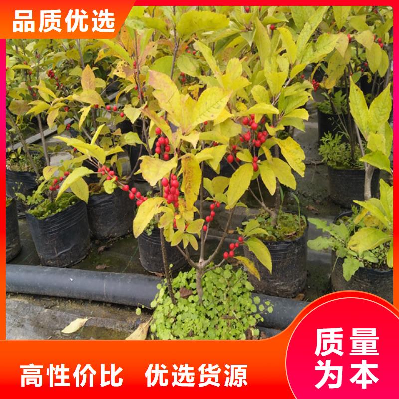 北美冬青板栗苗优良材质