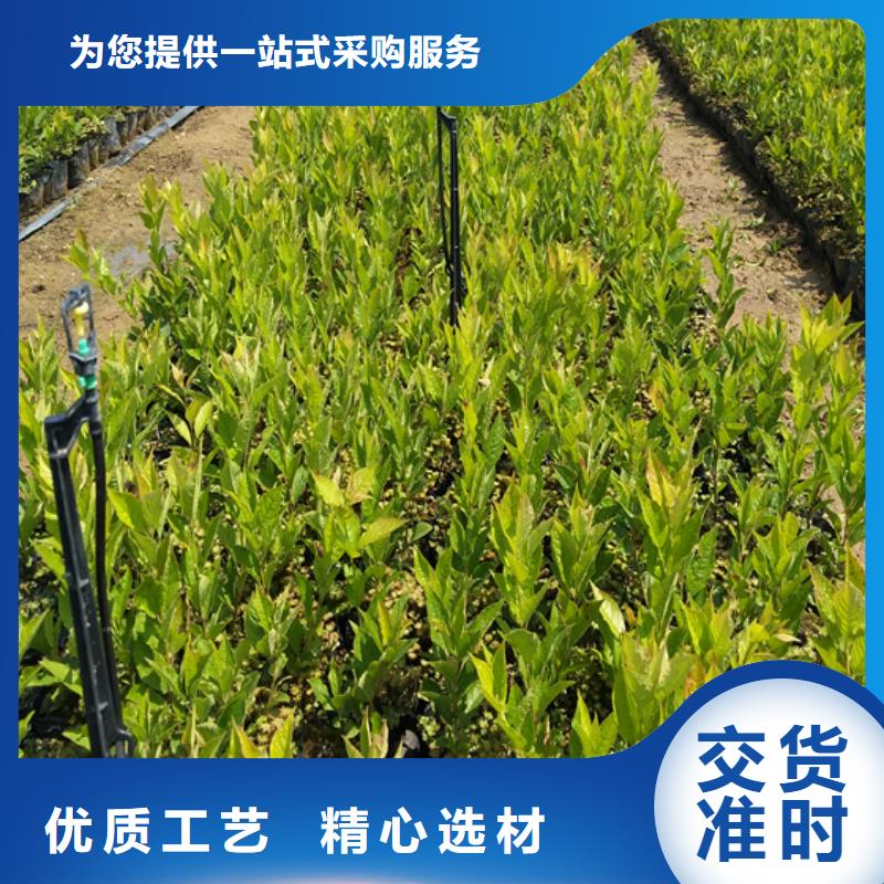 北美冬青,杏樹苗使用壽命長久