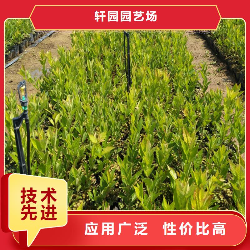 石榴树视频-辽宁省铁岭市轩园石榴树可服务区域调兵山|开原|鞍山|辽阳|大连|葫芦岛|本溪|营口等