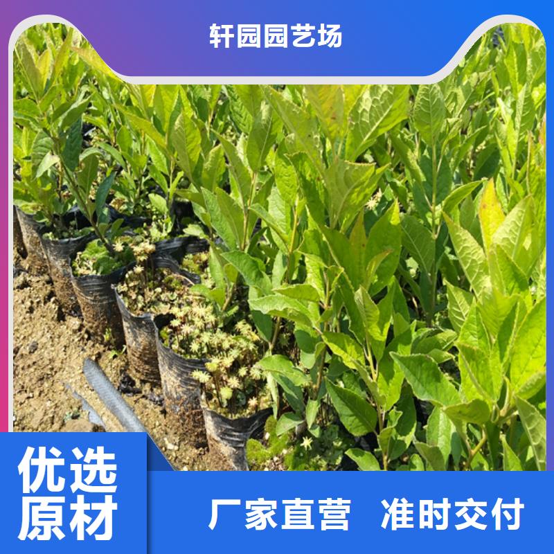 北美冬青櫻桃苗工期短發(fā)貨快