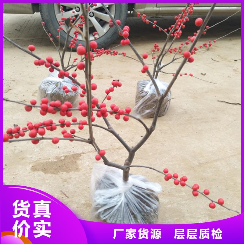 石榴树视频-石榴树-福建省龙岩市该地制造商-武平|连城|莆田|宁德|南平|漳州|福州