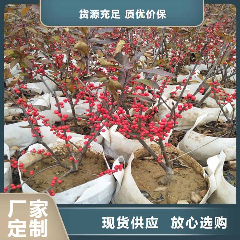 北美冬青樹苗種植管理技術