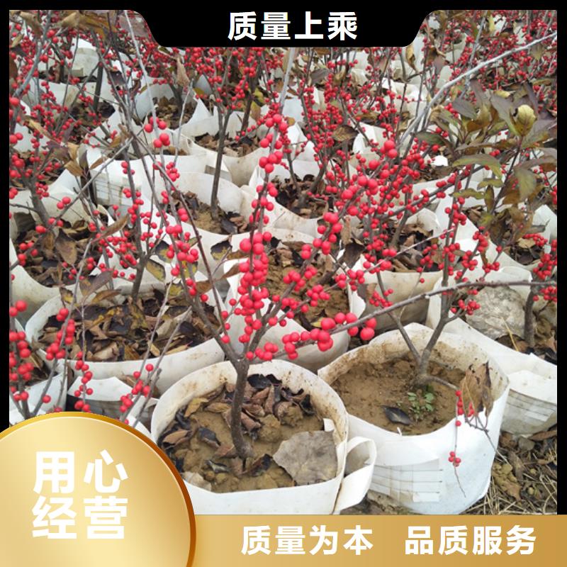 石榴树视频-辽宁省铁岭市轩园石榴树可服务区域调兵山|银州|本溪|营口|辽阳|鞍山|葫芦岛等