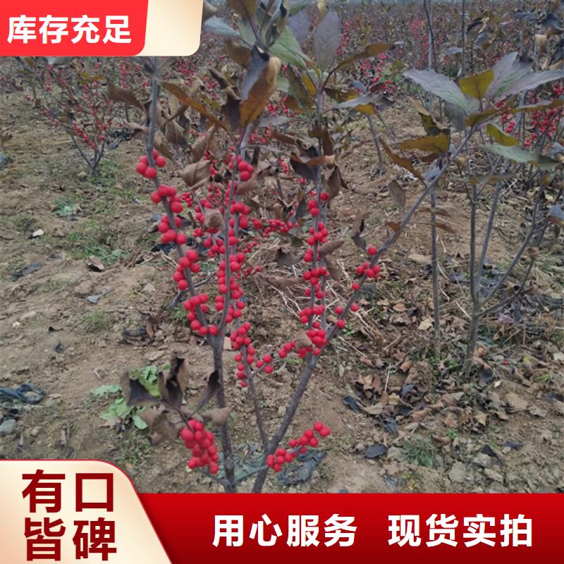 石榴树视频-辽宁省铁岭市轩园石榴树可服务区域调兵山|开原|鞍山|辽阳|大连|葫芦岛|本溪|营口等