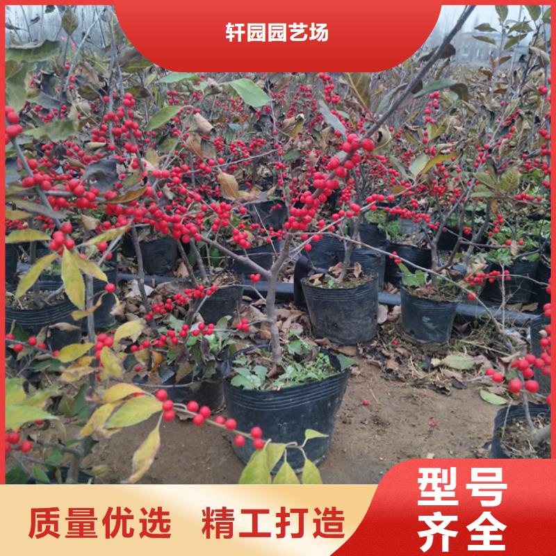 北美冬青板栗苗优良材质