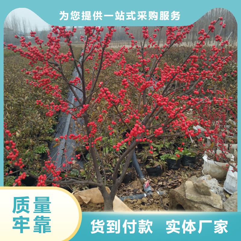 石榴树视频-辽宁省铁岭市轩园石榴树可服务区域调兵山|银州|本溪|营口|辽阳|鞍山|葫芦岛等