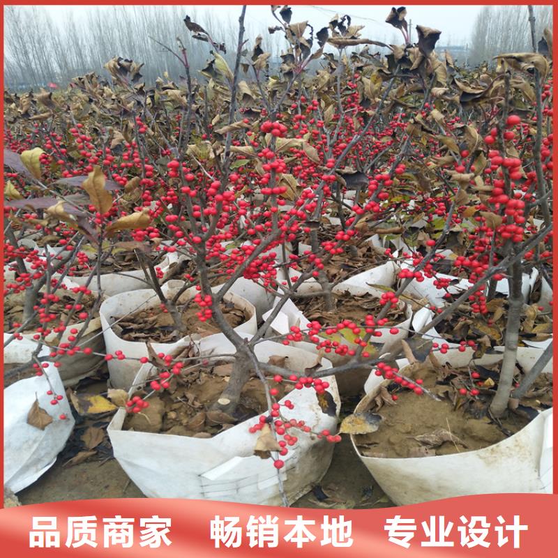 北美冬青蓝莓苗现货销售