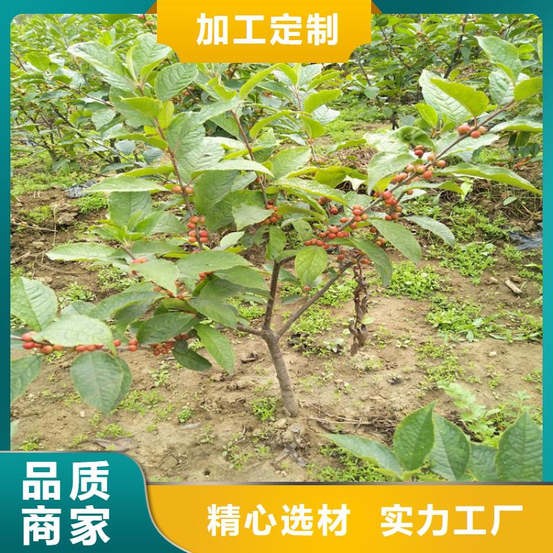 石榴树视频-石榴树-福建省龙岩市该地制造商-武平|连城|莆田|宁德|南平|漳州|福州
