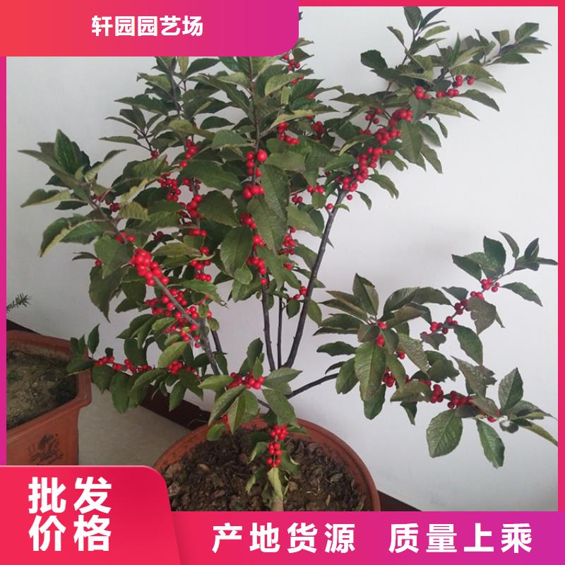 北美冬青板栗苗优良材质