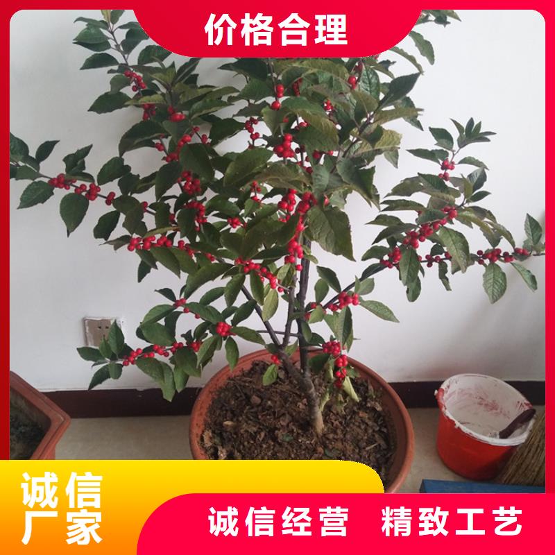 北美冬青樹苗新奇品種