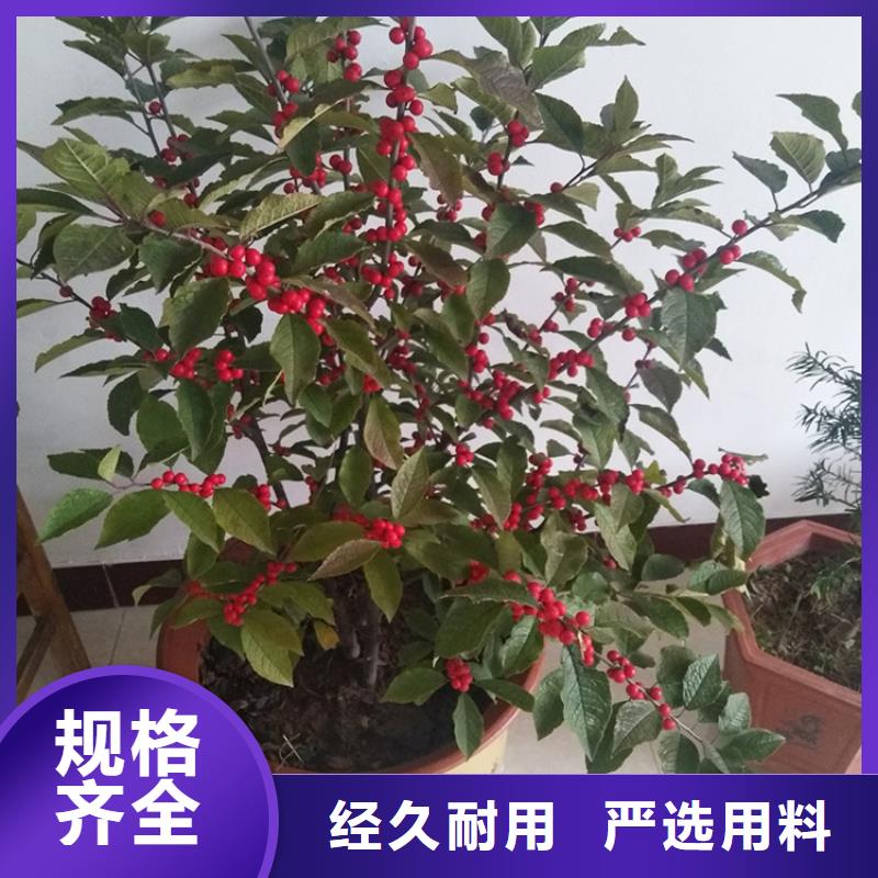 北美冬青新奇品種