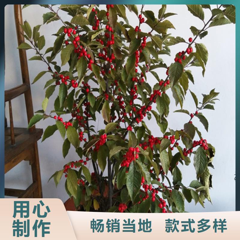 北美冬青蘋果苗0中間商差價