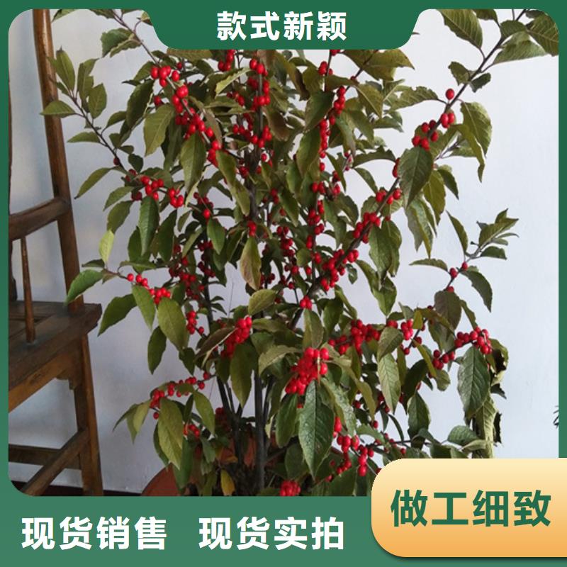 北美冬青板栗苗源頭廠家量大價優(yōu)