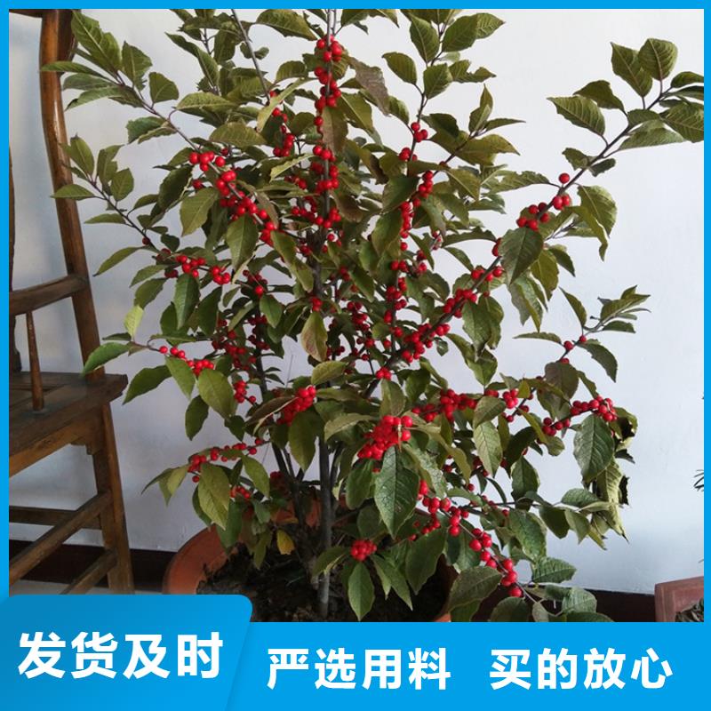 北美冬青蘋果苗0中間商差價