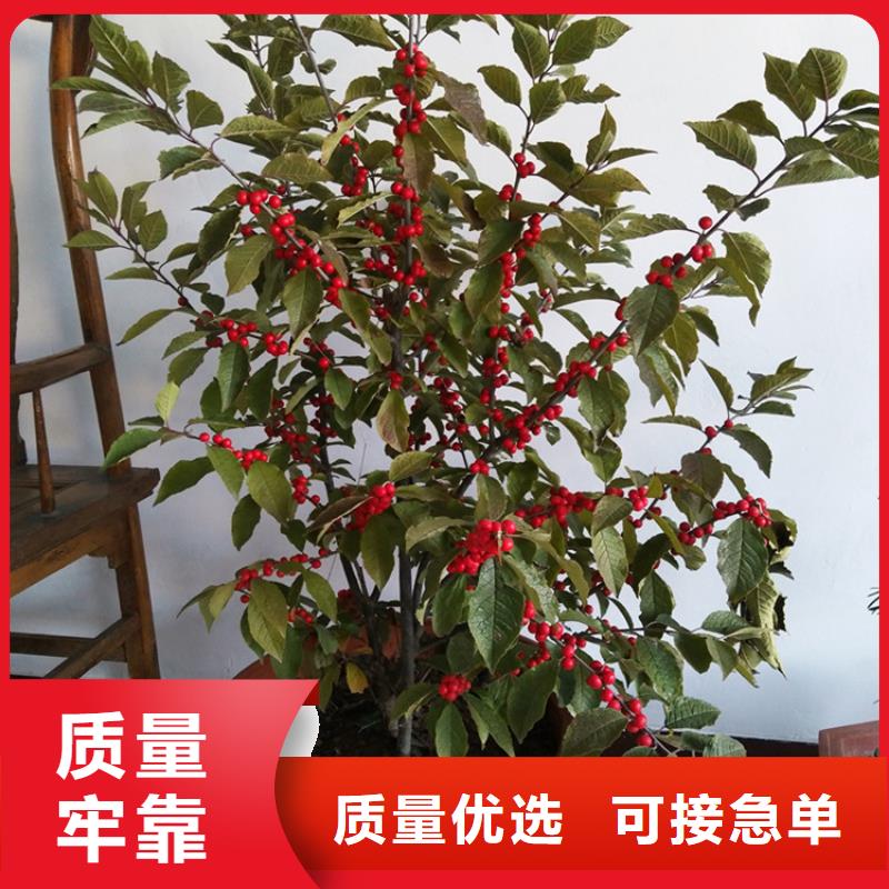 北美冬青樹苗新奇品種