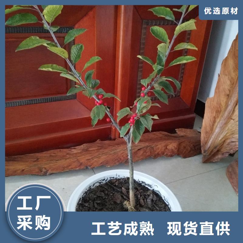 北美冬青蘋果苗0中間商差價