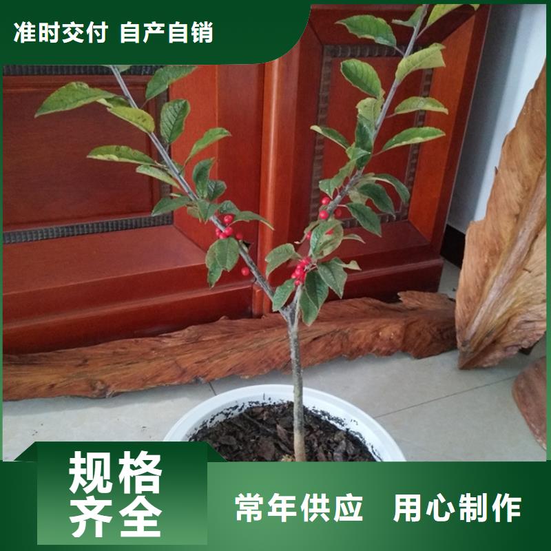 北美冬青苗什么時間移栽