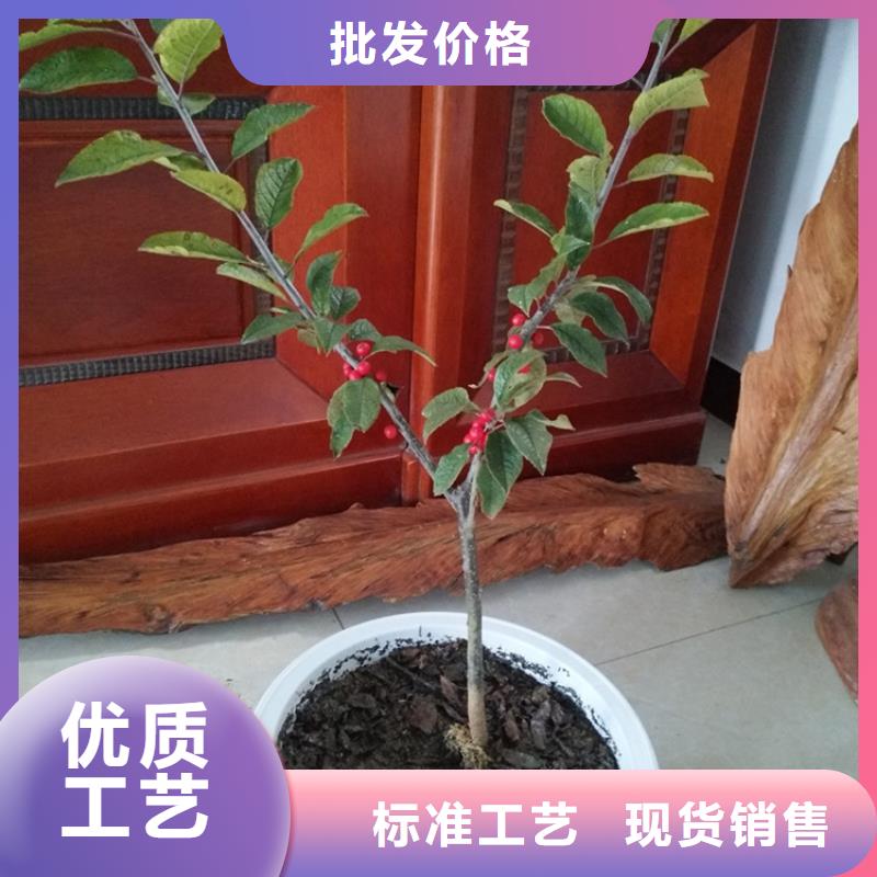 北美冬青蘋果苗0中間商差價