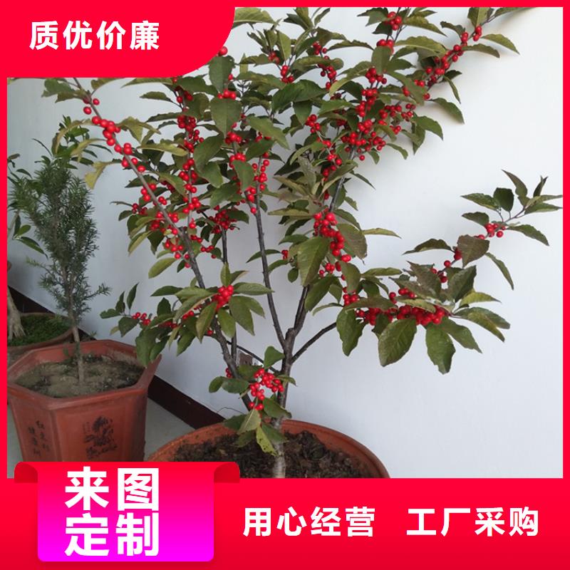 北美冬青苗成活率高